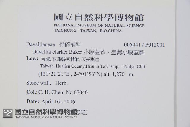 小膜蓋蕨、臺灣小膜蓋蕨藏品圖，第2張