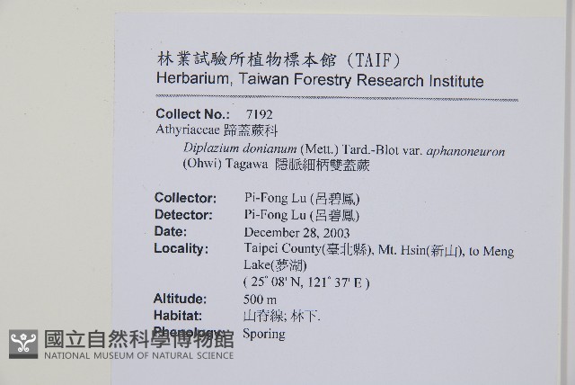 隱脈細柄雙蓋蕨藏品圖，第5張