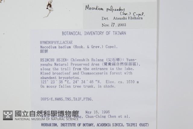 細葉蕗蕨藏品圖，第2張