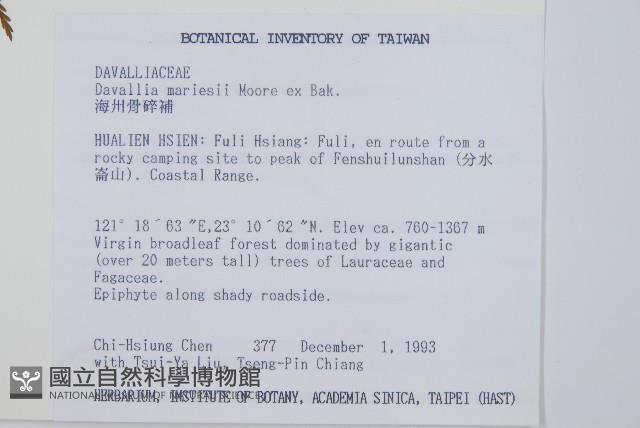 海州骨碎補藏品圖，第2張