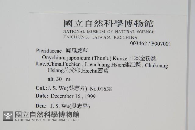 日本金粉蕨藏品圖，第2張