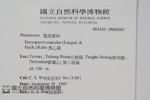 黑心蕨藏品圖，第2張