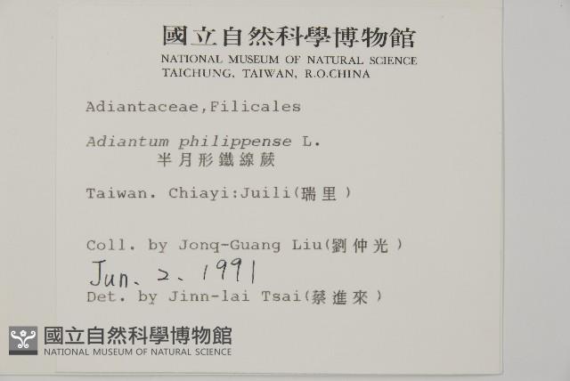 半月形鐵線蕨藏品圖，第2張