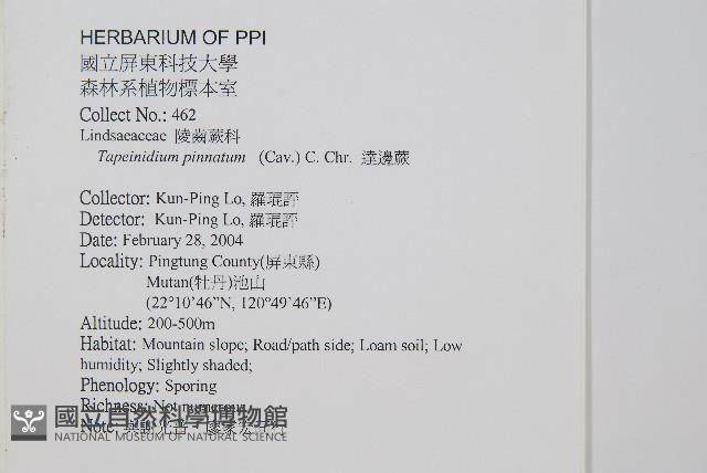 達邊蕨藏品圖，第2張