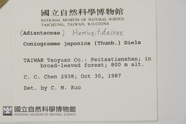 日本鳳丫蕨藏品圖，第2張