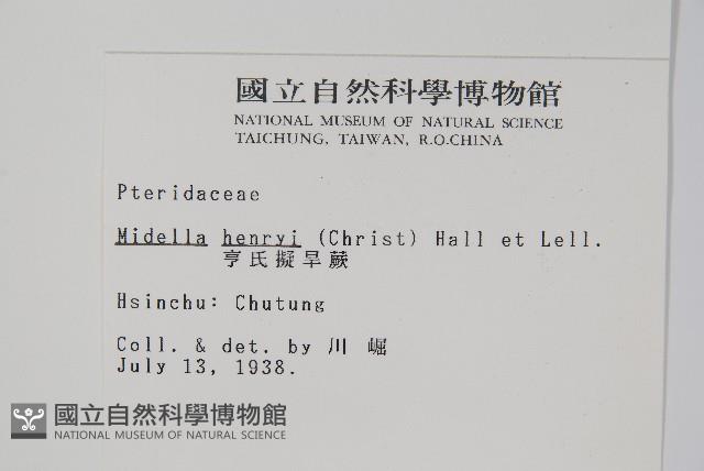 亨氏擬旱蕨藏品圖，第2張