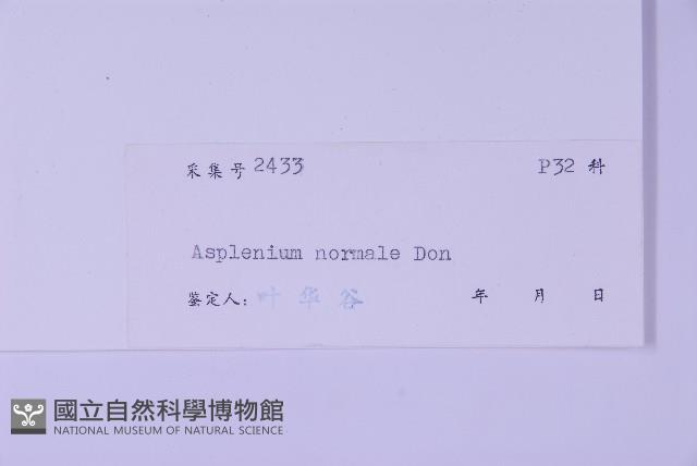 生芽鐵角蕨藏品圖，第2張