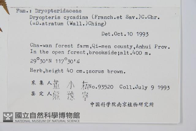 桫欏鱗毛蕨藏品圖，第2張