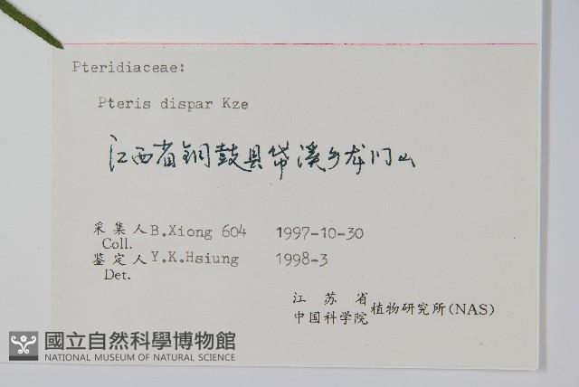 天草鳳尾蕨藏品圖，第2張