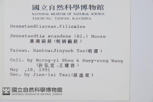 刺柄碗蕨藏品圖，第2張