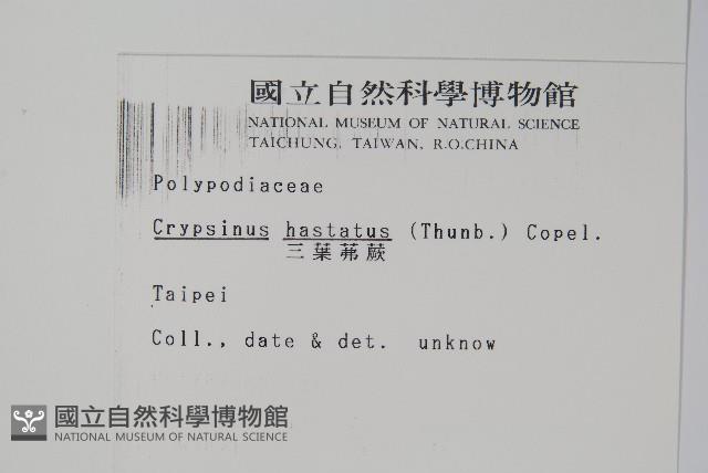 三葉茀蕨藏品圖，第2張