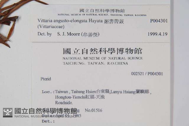 姬書帶蕨藏品圖，第2張