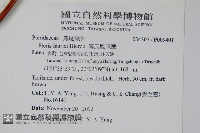 傅氏鳳尾蕨藏品圖，第2張
