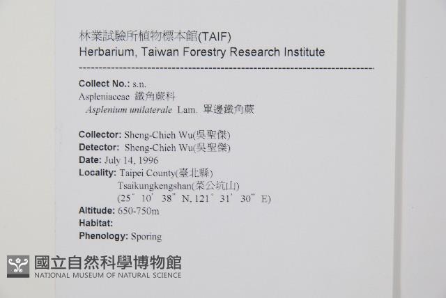 單邊鐵角蕨藏品圖，第2張