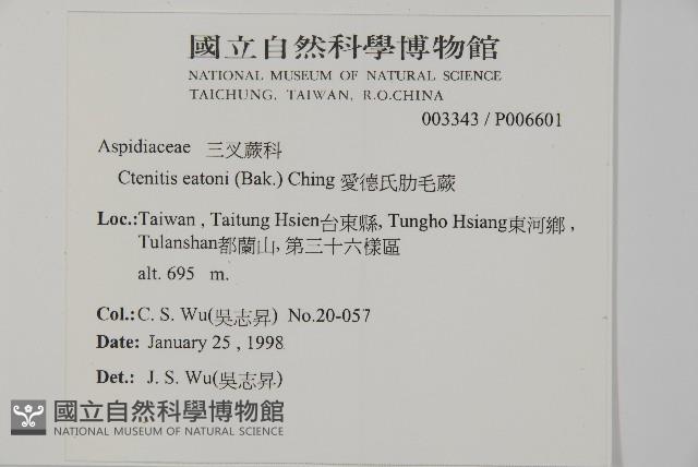 愛德氏肋毛蕨藏品圖，第2張