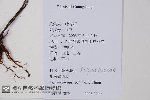 華南鐵角蕨藏品圖，第2張
