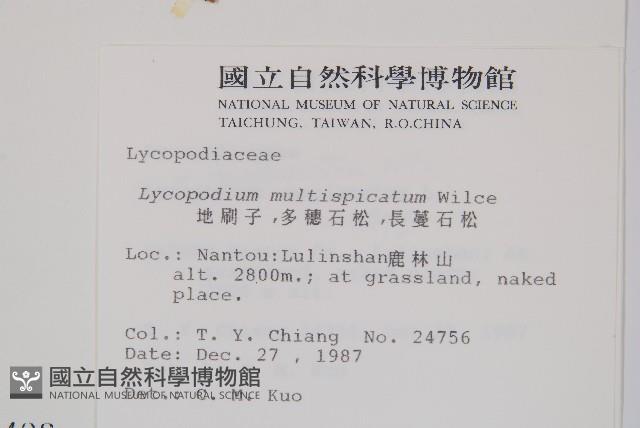 地刷子、多穗石松藏品圖，第2張