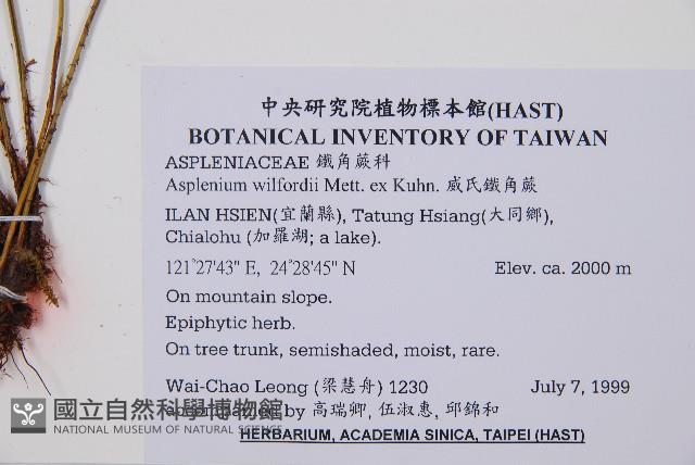 威氏鐵角蕨藏品圖，第2張