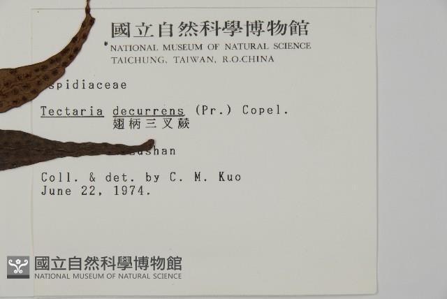 翅柄三叉蕨藏品圖，第2張
