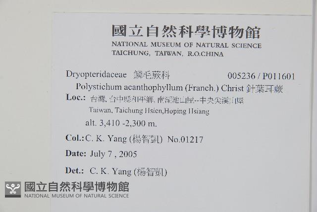 針葉耳蕨藏品圖，第2張