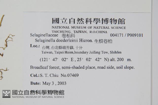 生根卷柏藏品圖，第2張