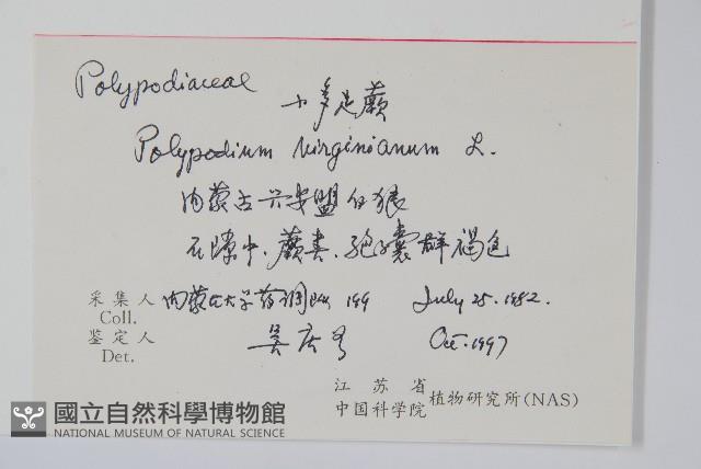 小水龍骨藏品圖，第2張