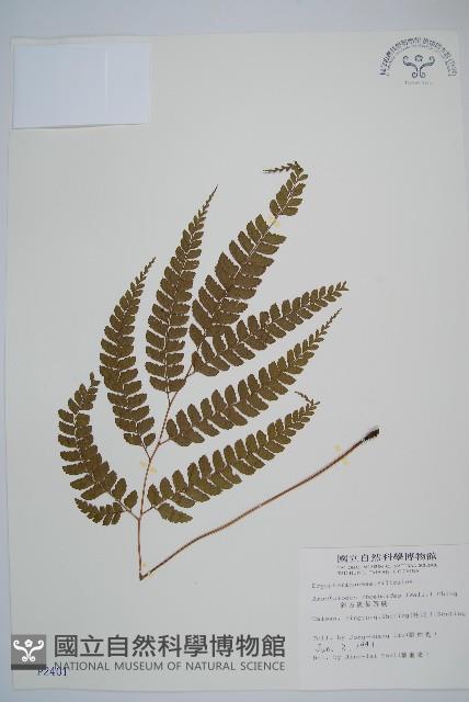 斜方複葉耳蕨藏品圖，第1張