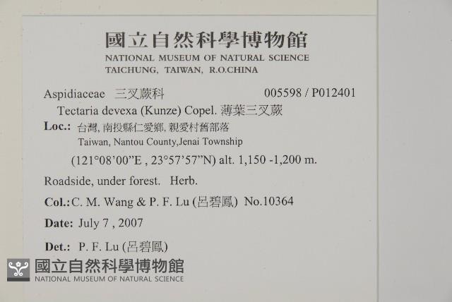 薄葉三叉蕨藏品圖，第2張