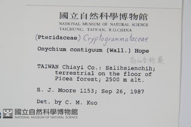 高山金粉蕨藏品圖，第2張