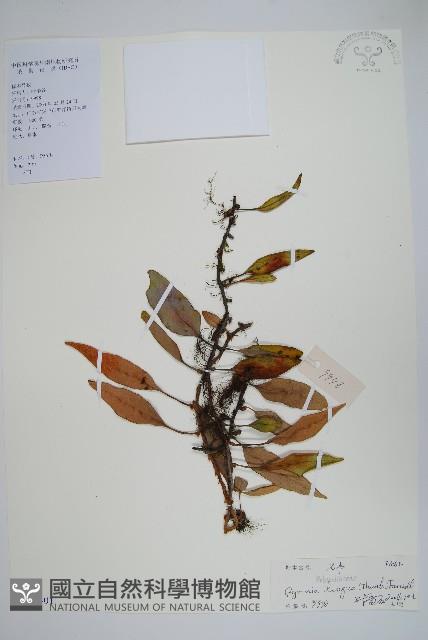 石葦藏品圖，第1張