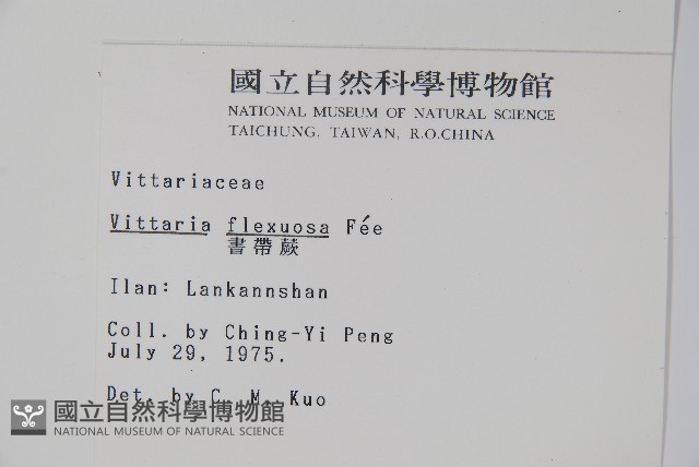 書帶蕨藏品圖，第2張