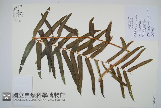 長葉腎蕨藏品圖，第1張