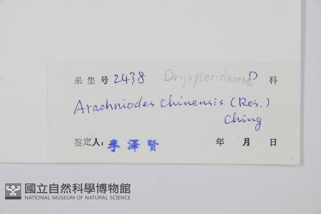 中華複葉耳蕨藏品圖，第2張