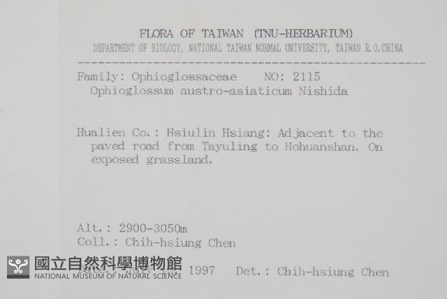 高山瓶爾小草、鈍頭瓶爾小草藏品圖，第2張