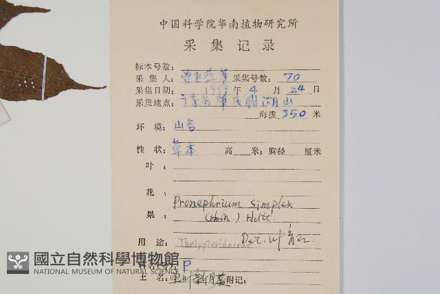 單葉新月蕨藏品圖，第2張