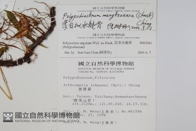 生根卷柏藏品圖，第2張