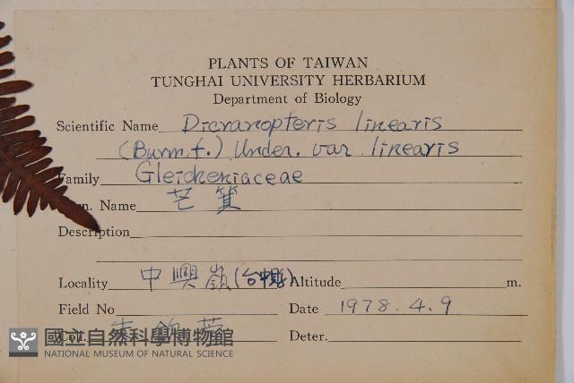 芒萁藏品圖，第2張