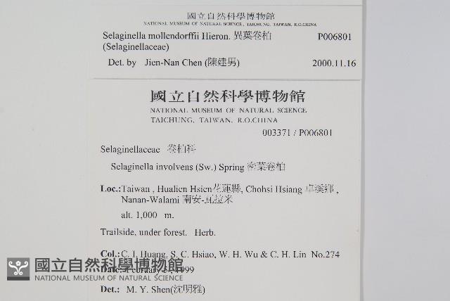 異葉卷柏藏品圖，第2張