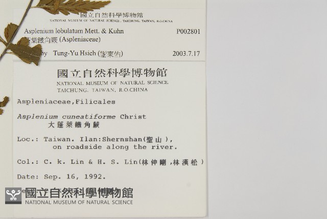 裂葉鐵角蕨藏品圖，第5張