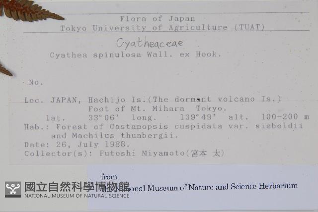 台灣桫欏藏品圖，第2張