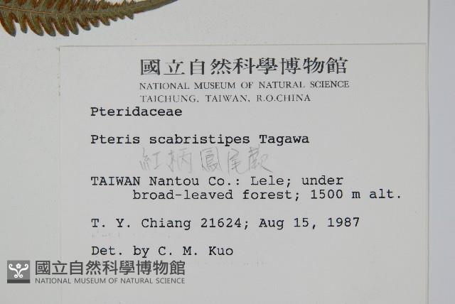 紅柄鳳尾蕨藏品圖，第2張