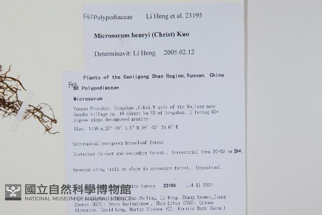 大星蕨藏品圖，第2張