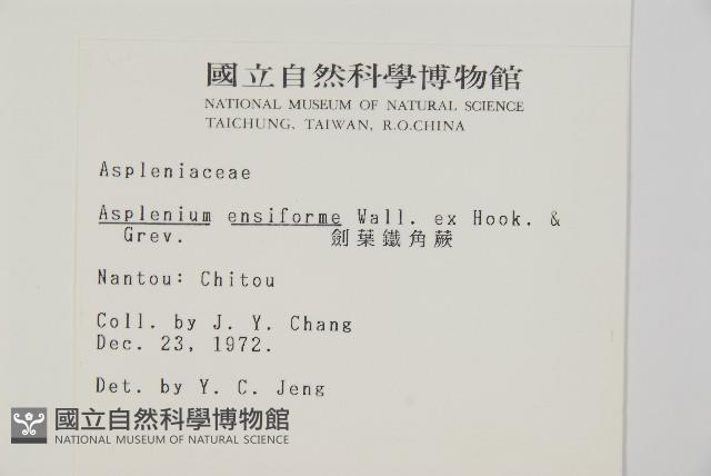 劍葉鐵角蕨、箭葉鐵角蕨藏品圖，第2張