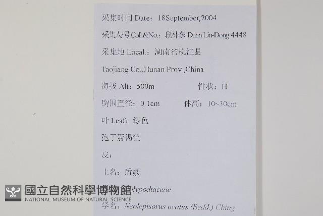 盾蕨藏品圖，第2張