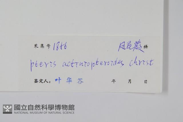 豬鬣鳳尾蕨藏品圖，第2張