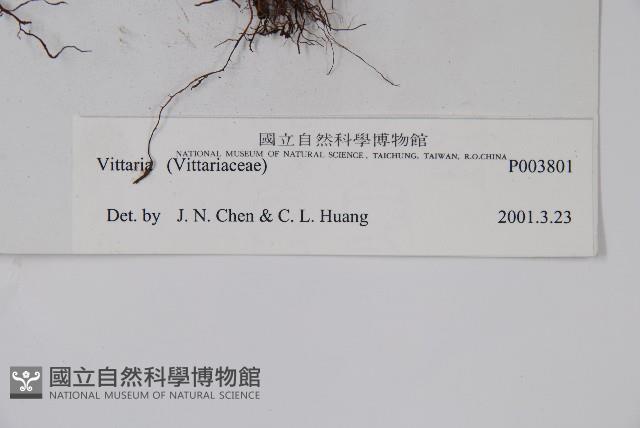 登錄號:P003801藏品圖，第2張