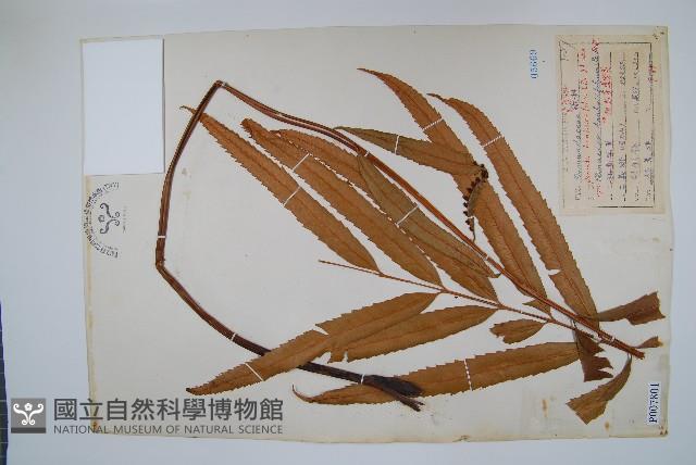 粗齒革葉紫萁藏品圖，第1張