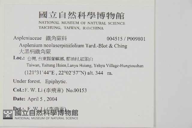 大黑柄鐵角蕨、黃鱗鐵角蕨、大羽鐵角蕨藏品圖，第2張