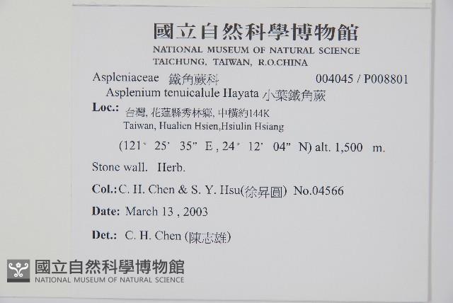 小葉鐵角蕨藏品圖，第2張