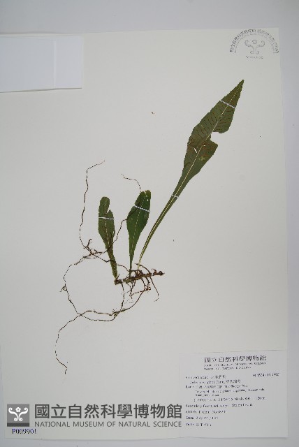 萊氏線蕨藏品圖，第1張